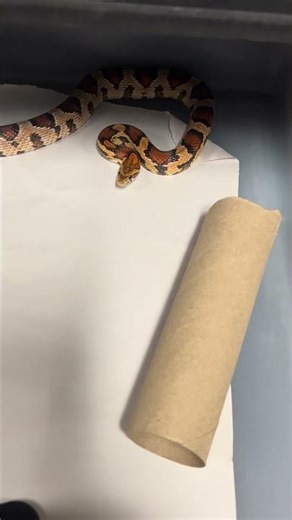 Extreme Okeetee cornsnake