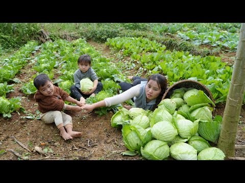 Harvesting giant cabbages and taking them to the market to sell - taking care of ducklings.