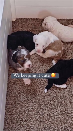 Cavapoo babies 🥰💖🐶 #puppylove #cavoodles #puppies #sundayvibes | Cavapoo And Cockapoo Puppies Alabama