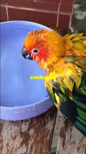 Essential COCKATIEL TIPS for Beginners!