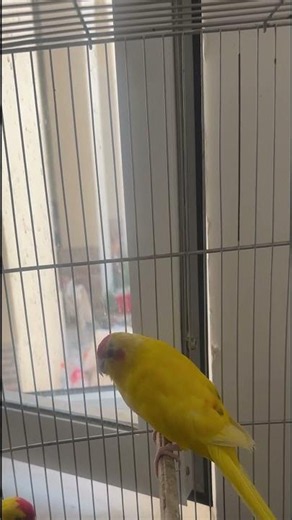 #kakariki #kakarikiparrot #loroyacodarko #birds