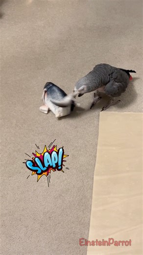 48K views · 1.1K reactions | This fish slapped me right across the face! Don't worry, I've got a beak, and revenge is on the menu! #fishlife #fblifestyle #funnyanimalvideos | Einstein the Talking Texan Parrot | Facebook