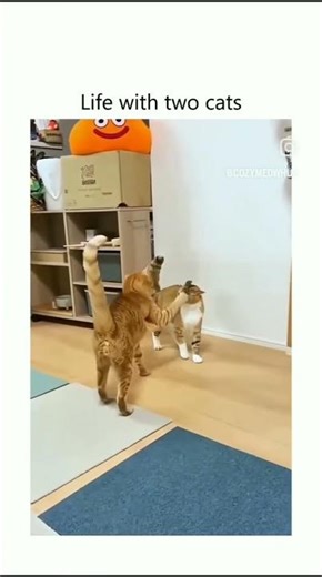 "Whiskers vs. Purr-fessor: Cat-titude Clash!"