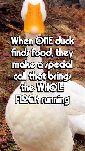 they make an excited discovery call to alert their flock.