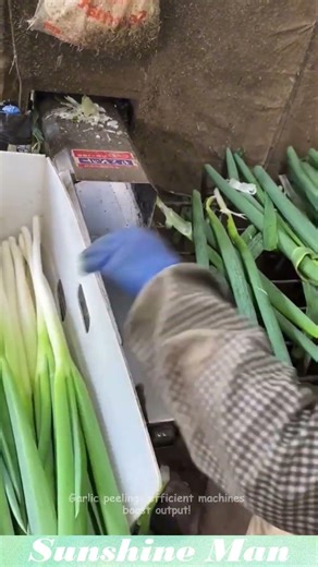 Garlic peeling: efficient machines boost output! #garlic #machine