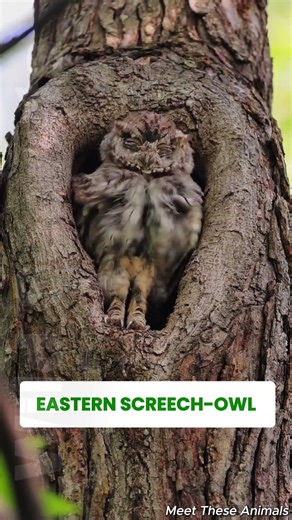 Meet the Eastern Screech Owl. #didyouknow #wildlife #animals #nature #owl #owls #screechowl z