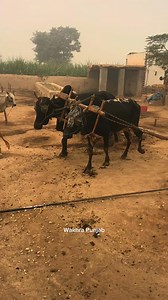 Old Chaff Cutter Machine operating With bull #shorts #trendingshorts | Punjab Look