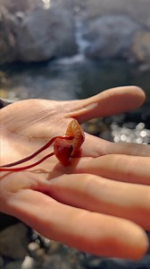 200K views · 1.8K reactions | California is having an epic 'supershroom' season. Here’s why—and how to start shroom-hunting: https://on.natgeo.com/42dpbU8 Video by Michael Christopher Brown and Alejandra Borunda | National Geographic | Facebook