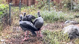 Crested screamers are famously loud with alarm calls that can be heard for miles. Zookeepers are awaiting the day that the chick will join in and scream with their parents. So far, nothing yet! Boris (dad) is on the left, chick is in the middle, and Ivana is on the right. Their chick is about five months old. #ScreamALotFamily #CrestedScreamer #SequoiaParkZoo | Sequoia Park Zoo