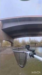 2026 Oregon Smelt Dipping #fish #smelt #oregon