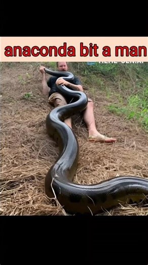 anaconda bit and swallowed a man #wildlifeentertainment #movie #animals#wildlife #cute #funny