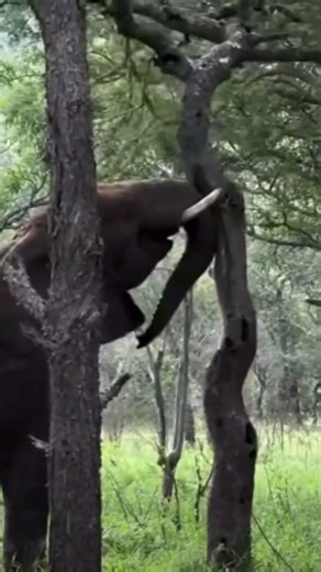 🐘 Nature's Strongest Giant in Action!