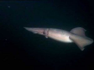 Calamares gigantes - National Geographic - Parte 1 de 6