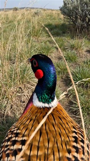 Ultra-Realistic Micro Wildlife Documentary: Pheasant (Back-Mounted Camera POV Field Study)