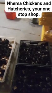 Chicks Available Today! 🐓 1 week old: - 10 Bared Plymouth Rock 🐓 - 9 Gold Laced Wyandotte 💛 - 5 Blue Laced Wyandotte🔵 - 12 Pedigree (black austrolpe)🏆 2 weeks old: - 3 Blue Laced Wyandotte🔵 3 weeks old: - 2 Bared Plymouth 🐓 - 8 Pedigree (Black Austrolope)🏆 - 3 Blue Laced Wyandotte 🔵 Visit us today and take home your new feathered friends! 🐓❤️ | Nhemachickens & Hatcheries