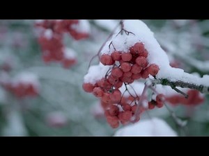 Red Rowan Berries