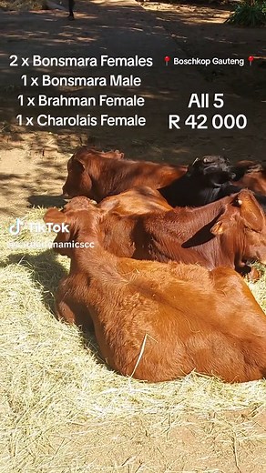 Cattle for Sale in Boschkop Gauteng - Package Deal Available!