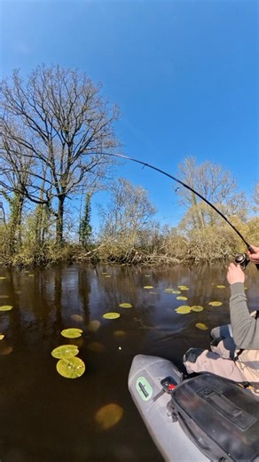 BLACK BASS attacks on the surface