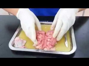Cow Brain Dissection |Oxburgh Academy|