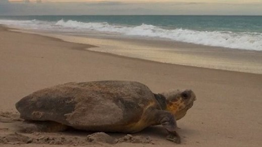 New research studies magnetic fields and sea turtle navigation