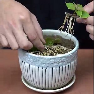 7.5M views · 169K reactions | How I Grow Bougainvillea With Bananas | Balcony Garden Ideas | Facebook