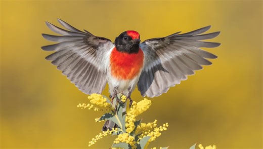 Why the Canon R5 Still Dominates Wildlife Photography After 5 Years