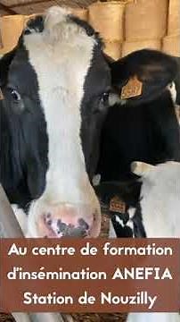 Formation Bien-être des BOVINS au centre d’insémination ANFEIA