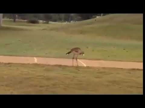 Bird Discovers Golf Balls Bounce