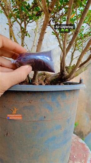 Arif Rochman on Instagram: "Multiply Plants #bonsaitree #bonsai #fblifestyle"