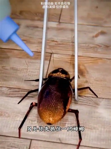 Crush Those Cockroaches: DIY Pest Control Hacks