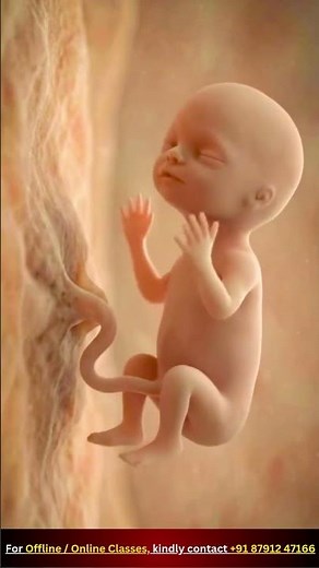 Fertilization, Implantation, Growth & Embryo Development #fertilization #implantation #development