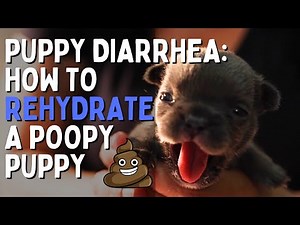 Puppy DIARRHEA - How to Rehydrate Your Pup