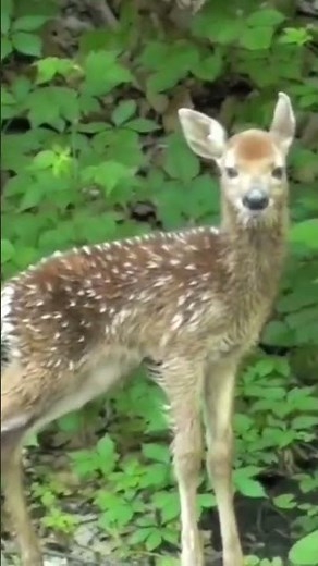 baby deer crying sound