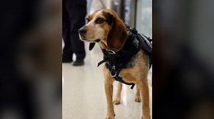 See a K9 beagle's first day back at work after being assaulted by a traveler