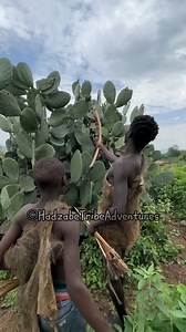 60M views · 485K reactions | Hadzabe Tribe bushmen have this unique fruit as natural part of their diet in the nature, anything they get comes directly from natural resources they find around them as they still live simple and happy lifestyle in the nature | Hadzabe Tribe Adventure | Facebook