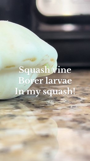 Unexpected Squash Vine Borer Discovery in the Garden