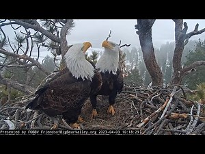 Loving hearts FOBBV CAM Big Bear Bald Eagle Live Nest - Cam 1