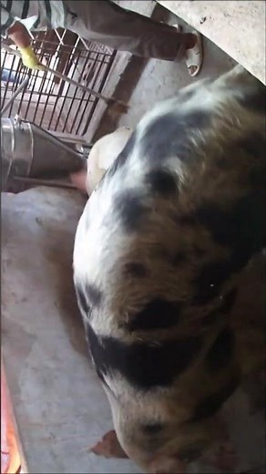 Pig Breeding ★ Life of Pigs P23✔ #pigmating #pigs #Animal