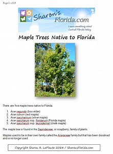 Maple Trees Native to Florida - Etsy Canada