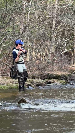 Catching big rainbow trout on the fly in the river, Western Mass. #fishing420 #fishing #trout