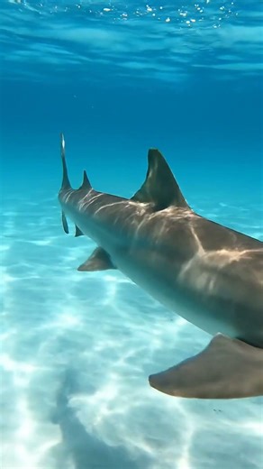 Sawfish Gliding Through a Silent Estuary | Real-Time Nature Observation