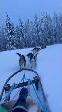Riding the sled with huskies pulling in Lapland #huskylife #lapland #snow #christmas #sleddogs