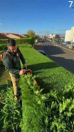 Alat super tajam untuk membentuk pohon Acalypha siamensis secara memuaskan #shorts