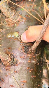 Insanely Satisfying Tree Pop! 🌳🤯 The pressure, the release… You won’t believe how thick this one is! Would you try popping it yourself? Drop a 🌳 below! 👇 Explore • Protect • Inspire 🌍 @inspirgreen Credits: drtreepopper #TreePop #OddlySatisfying #NatureLovers #ASMRVideos #SatisfyingProcess #EcoNature #SatisfyingSounds #ExploreNature #NatureVibes #EarthFocus #SustainableHarvest #WildAndFree #BreathtakingNature #PlanetEarth #inspirgreen | Inspirgreen
