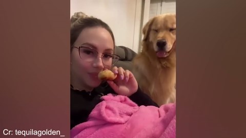 When your dog solves problems with surprising smarts