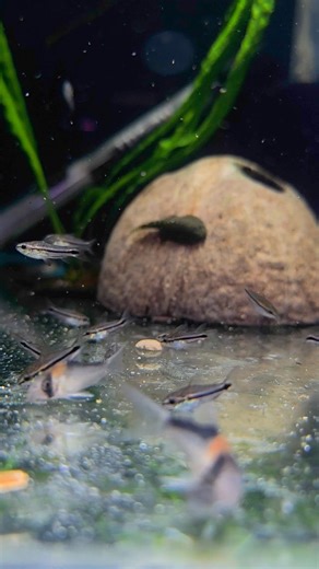 Pygmy Corydoras are small, peaceful freshwater fish that are popular in the aquarium hobby. They are known for their tiny size, active behavior, and social nature. Size Adult size: About 1 inch (2.5 cm) Tank Requirements Tank size:** Minimum 40Lfor a small school (6 fish) Water temperature:** 22-26°C pH level:** 6.0 - 7.0 Hardness:** Soft to moderately hard water (2-12 dGH) Setup Substrate:** Fine gravel or sand to mimic their natural environment and prevent injury Plants:** Live plants, driftwo