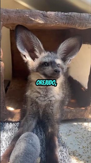 Lo Que Puede Escuchar Este Animal Con Sus Orejas 😱 #zorro #animal
