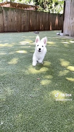 Dogtownva on TikTok