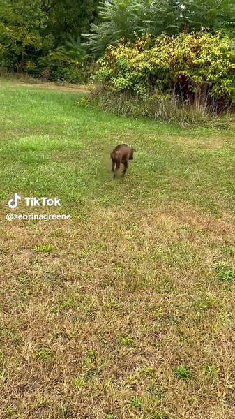 #boxerpuppyoftiktok #brindleboxer #fyp #growingpuppy #boxerdogs