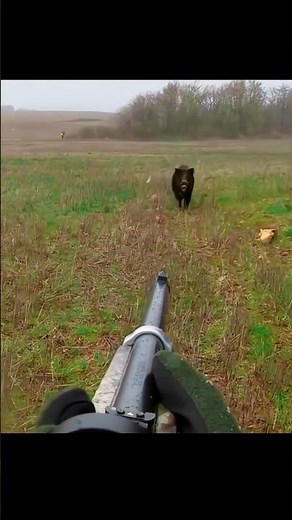 Охота на кабана 🐗 на близком расстоянии#cinghiale #oxota
